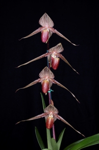 Paphiopedilum rothschildianum Orchids de Oro Khaleesi MOD HCC/AOS 75 pts. Inflorescence